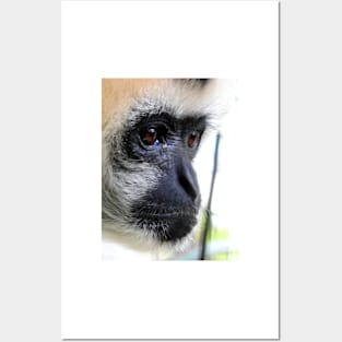 White Cheeked Gibbon Posters and Art